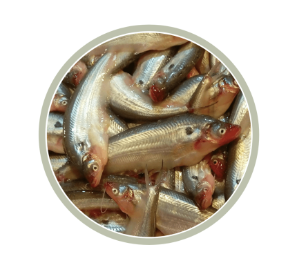 Pabda Fish পাবদা মাছ (Big Sized)